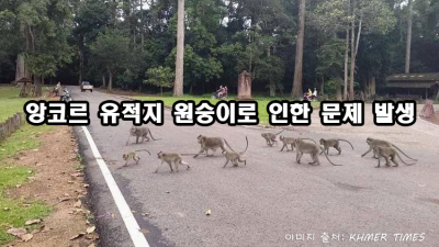 앙코르 유적지에서 원숭이로 인한 문제 발생