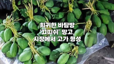 희귀한 바탐방 ‘끄띠쉬’ 망고, 시장에서 고가 형성